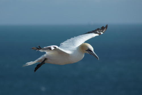 Helgoland - Morus Bassanus